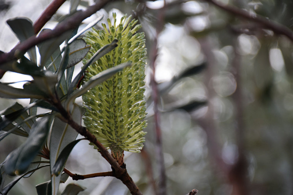 Banksia Men