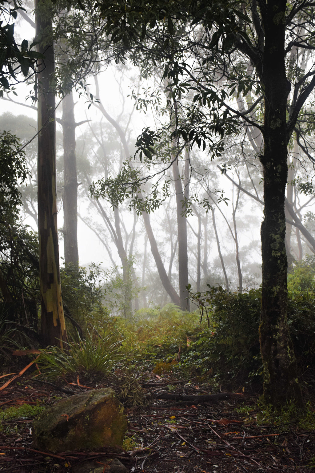 Misty Mission