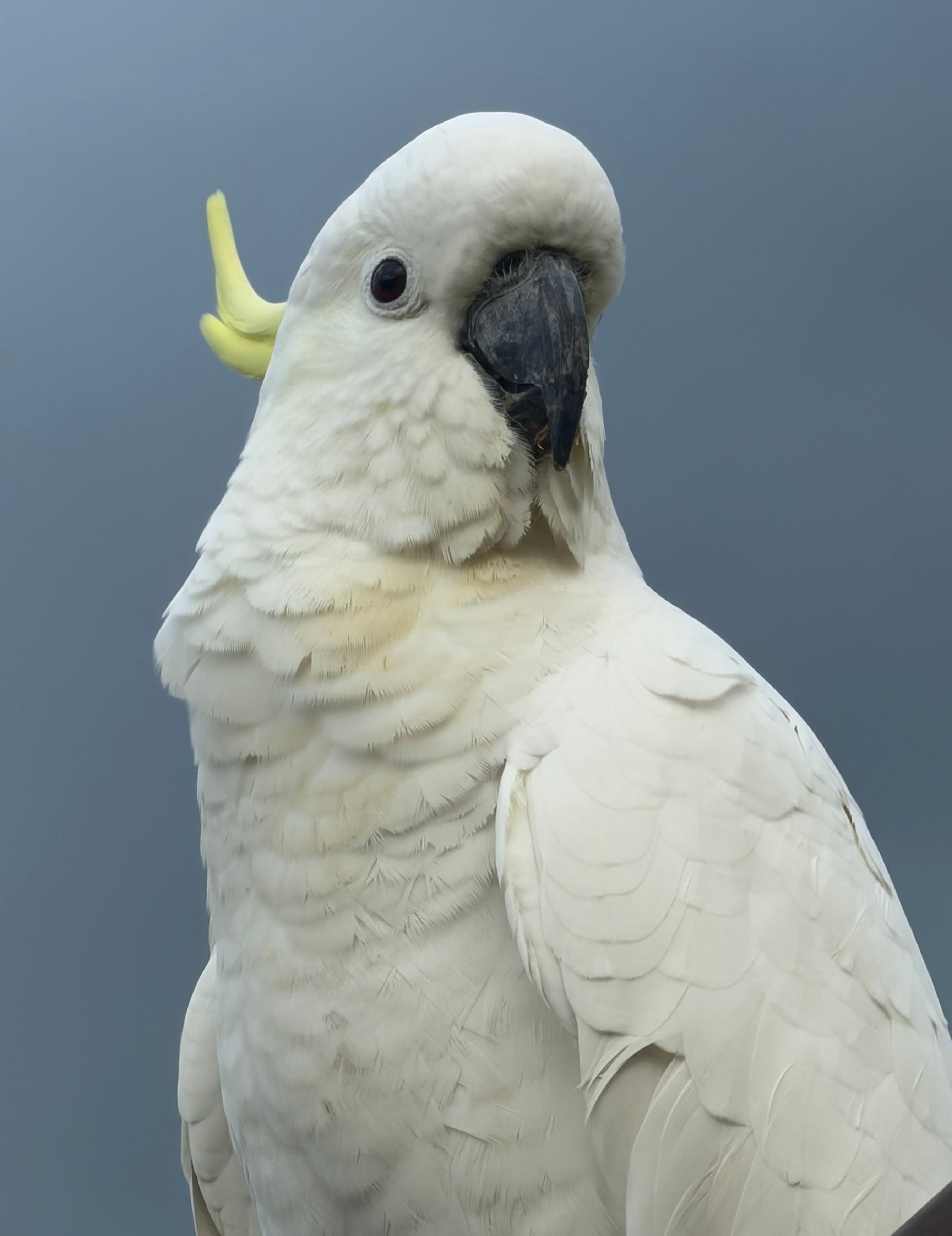 Polly