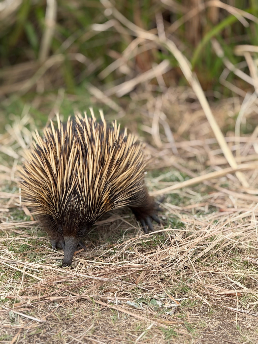 Spike