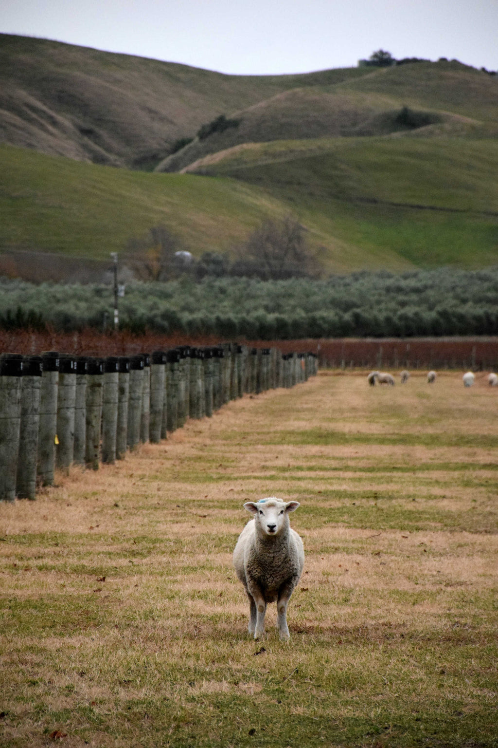 Sheepish
