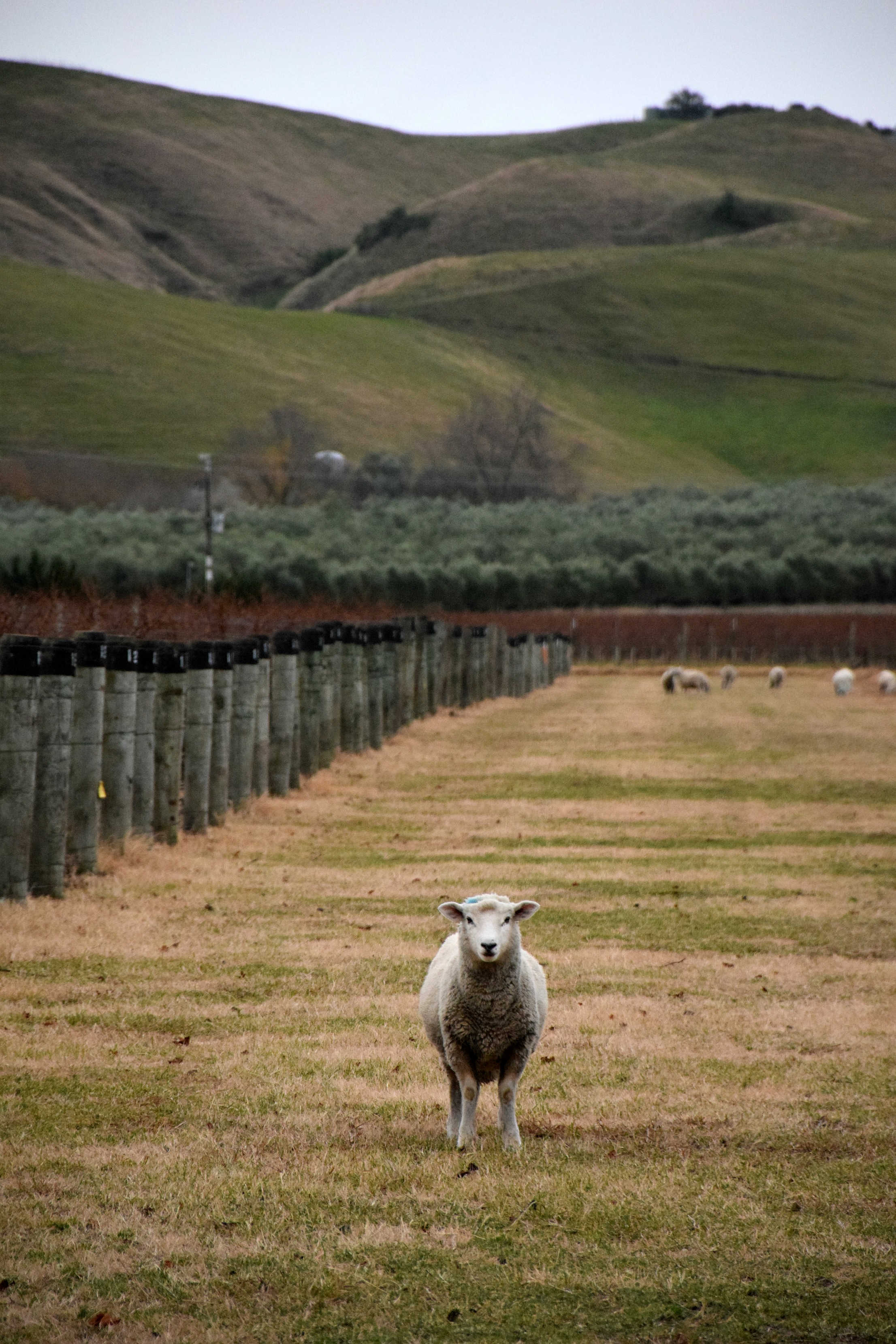 Sheepish
