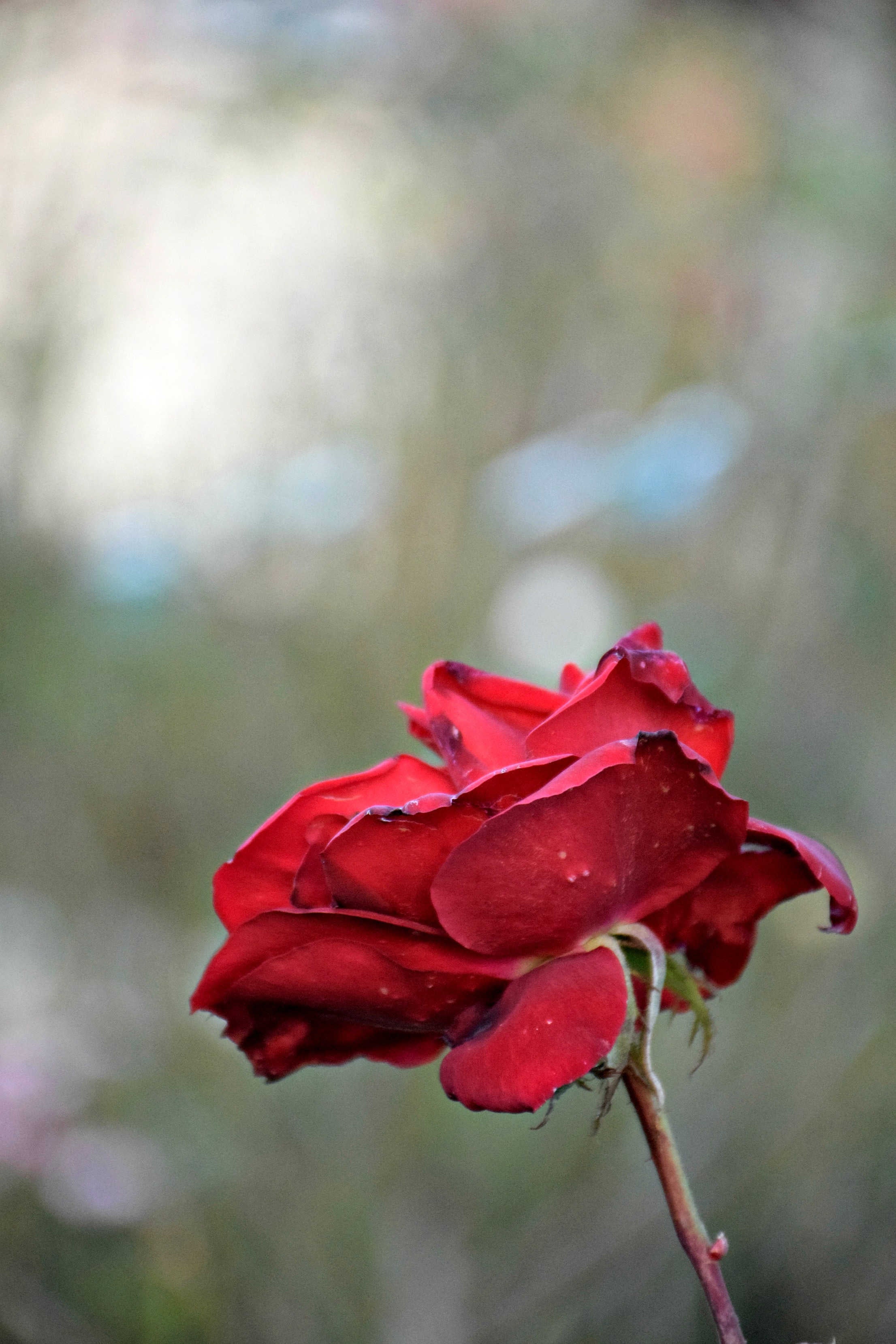 Thorns n All