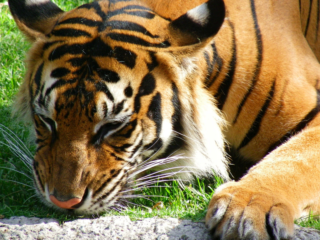 Tiger King