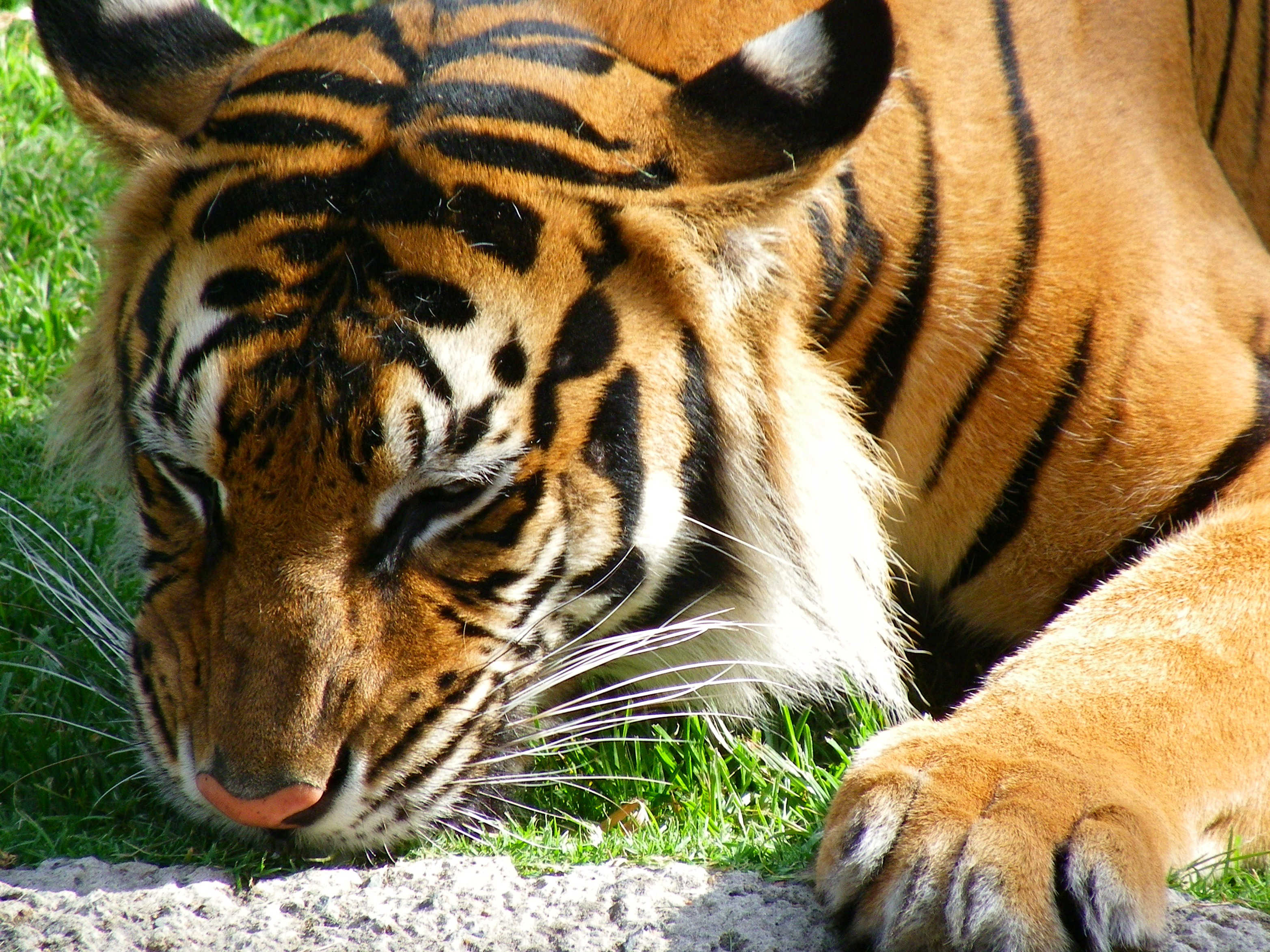 Tiger King